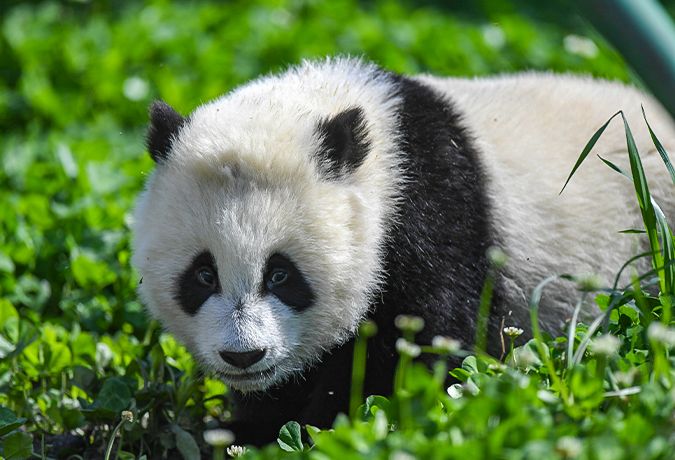 7-Day The Legendary Journey in the City of Pandas