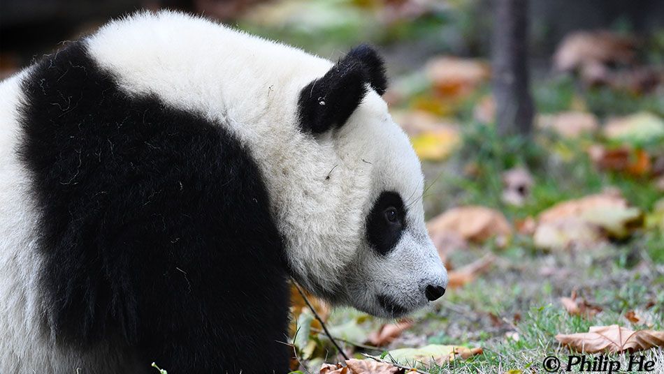 Welcome to email us and share your trip photo with us. Photo Album of AbsolutePanda