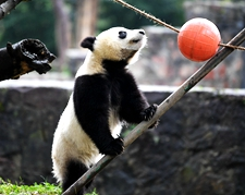 Dujiangyan Panda Base