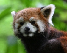 Dujiangyan Red Panda Forest Park