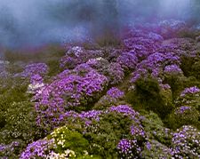 Huaxi Subalpine Botanical Garden