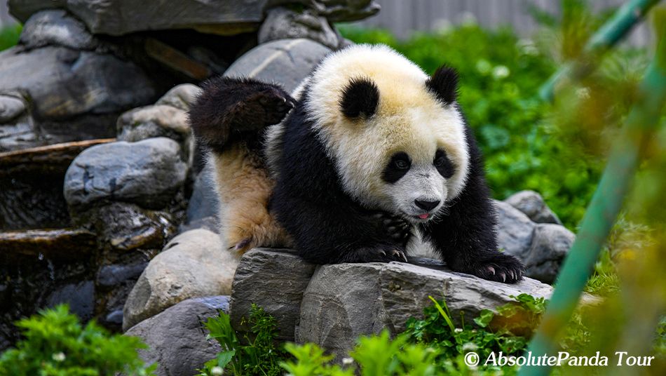 Giant Panda in Chengdu