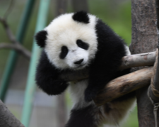 Chengdu Research Base of Giant Panda Breeding