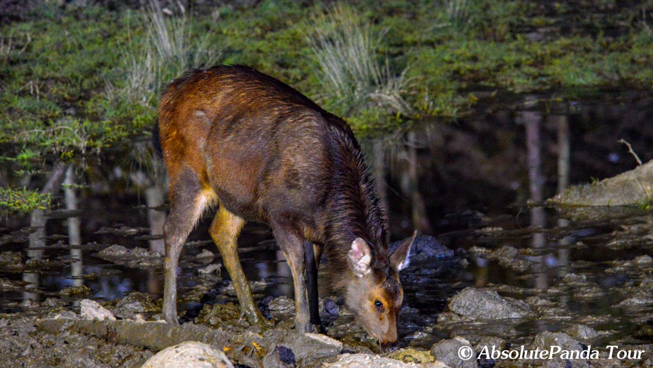 Sambar in Labahe.