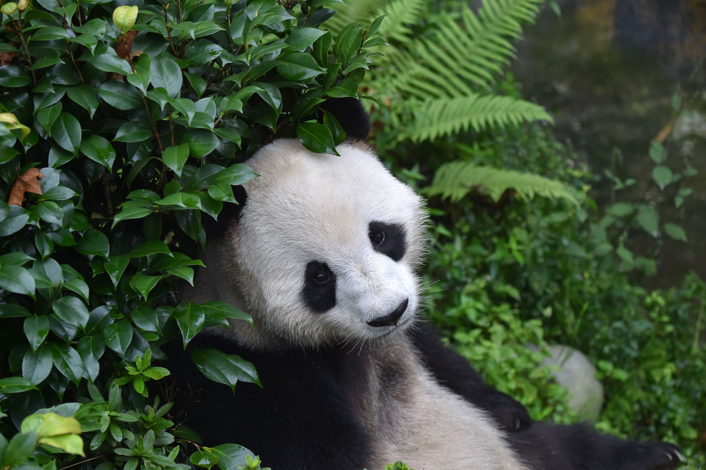1 Day Panda Base and Chengdu City Tour