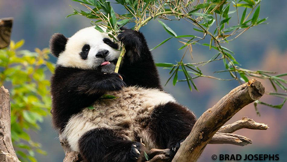 Welcome to email us and share your trip photo with us. Photo Album of AbsolutePanda