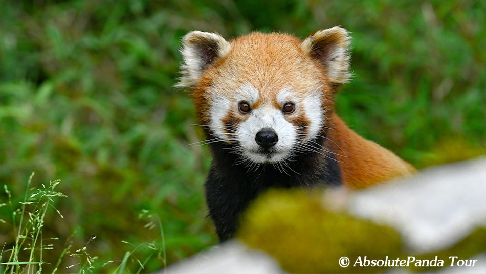 Red panda in Labahe