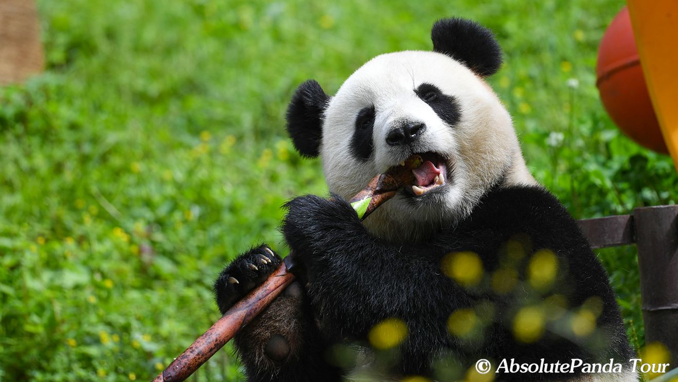 Sichuan is the "Kingdom of Giant Panda".