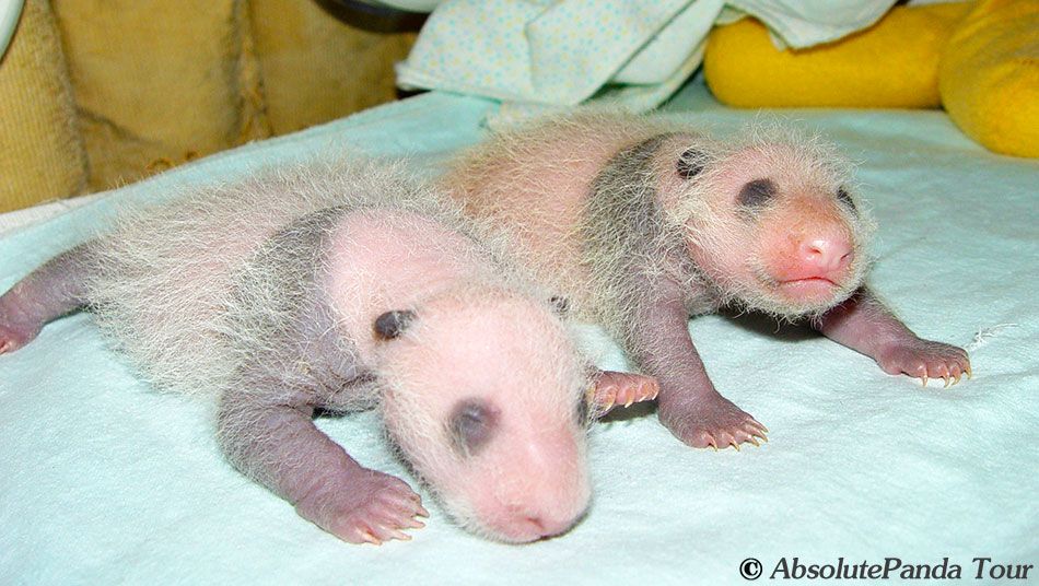 Welcome to email us and share your trip photo with us. Photo Album of AbsolutePanda