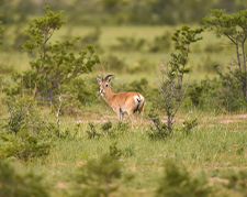Gangcha Nature Reserve
