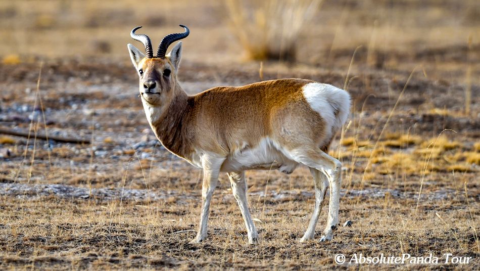 Przewalski's Gazelle