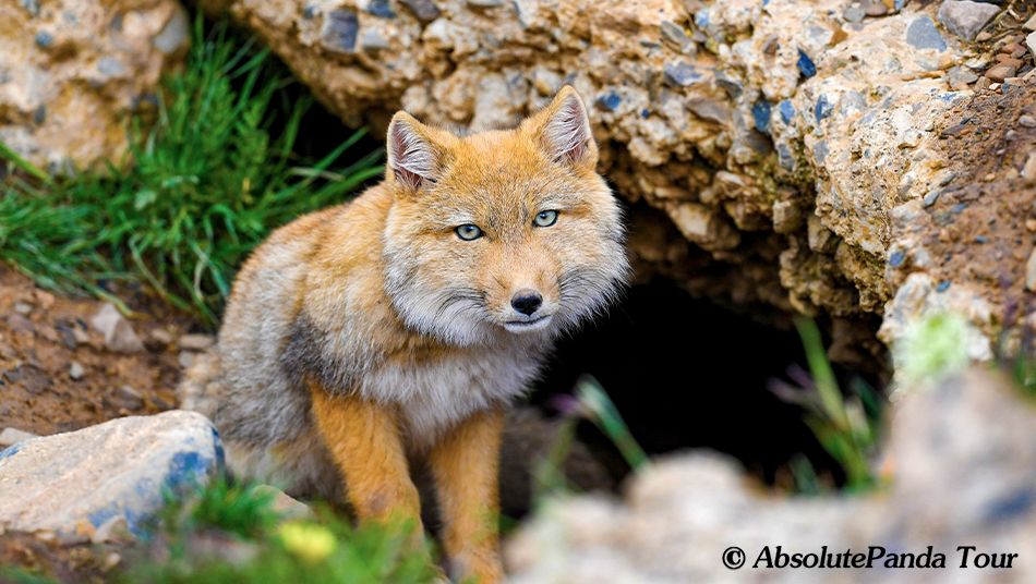 Tibetan Fox
