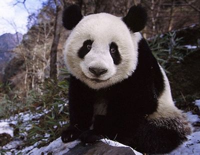 Close-up of giant panda in natural habitat