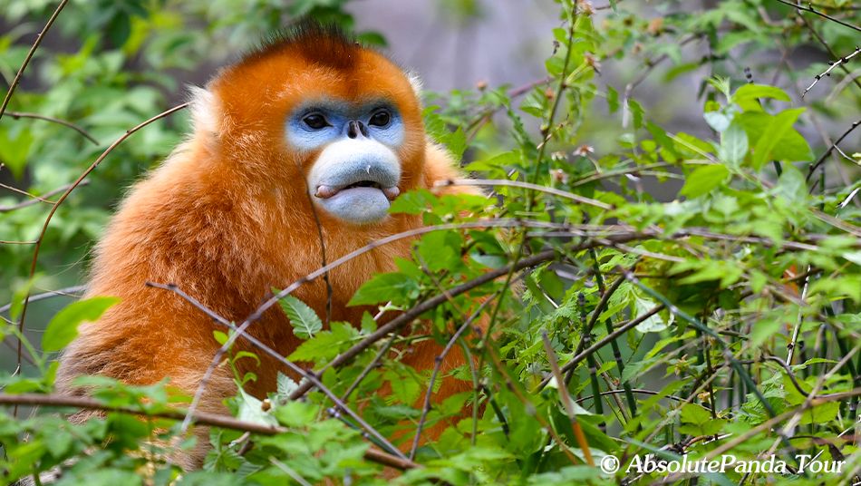 Golden snub-nosed monkey in Pingwu