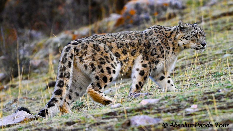 Snow leopard in Gouli