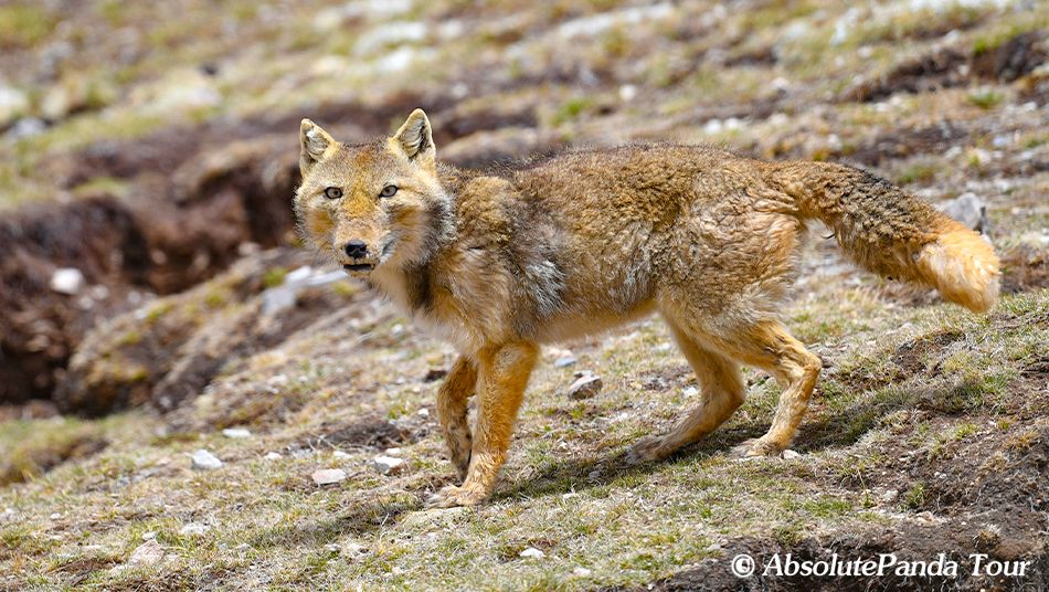 Tibetan fox in Qinghai