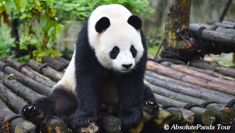 Bifengxia Panda Base